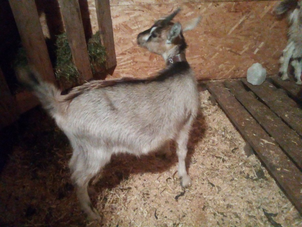 Высокогорная Альпийская коза