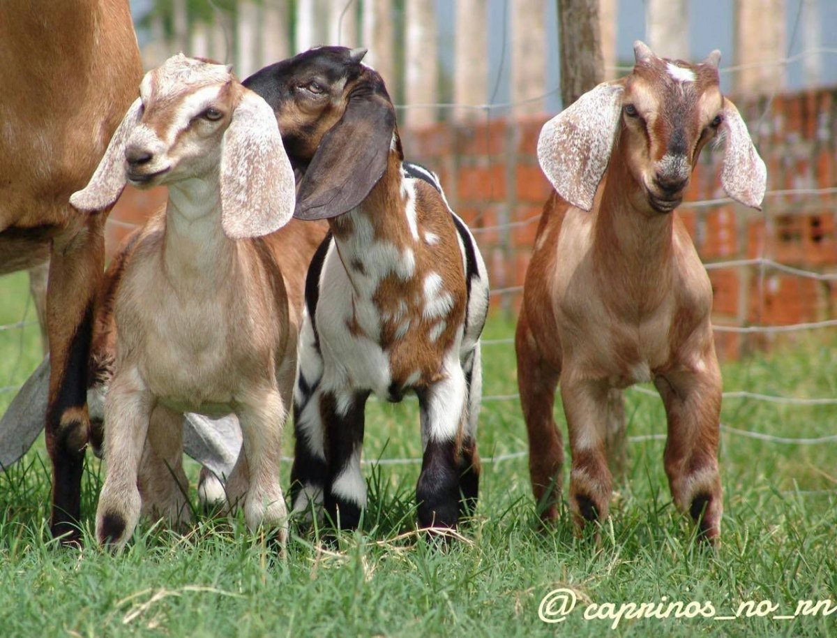 Дойные козы породы молочные
