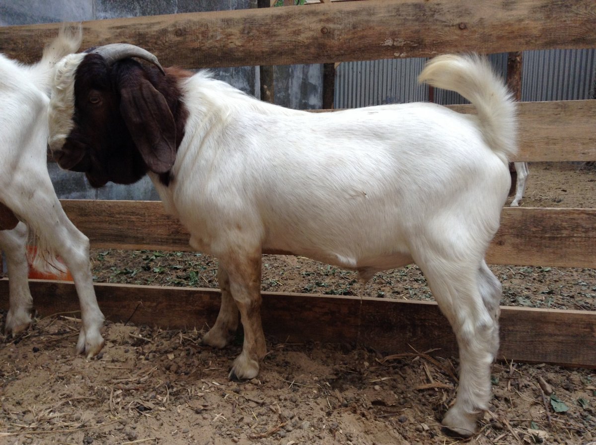 Зааненская порода коз