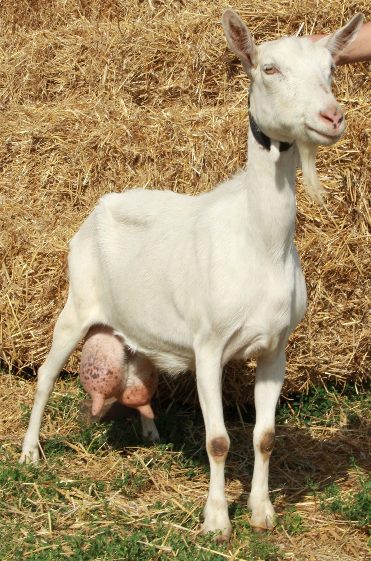 Ферганская порода коз