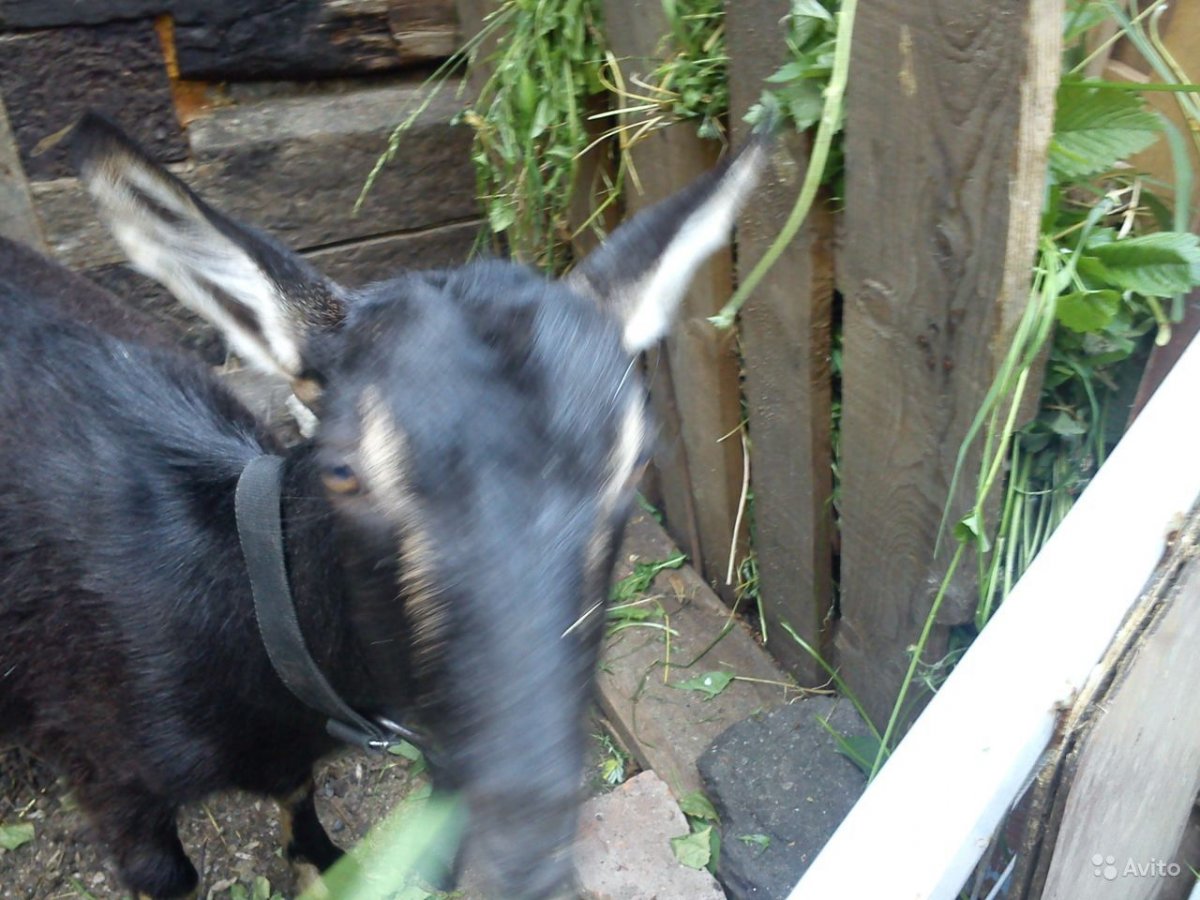 Козье молоко и бройлеры