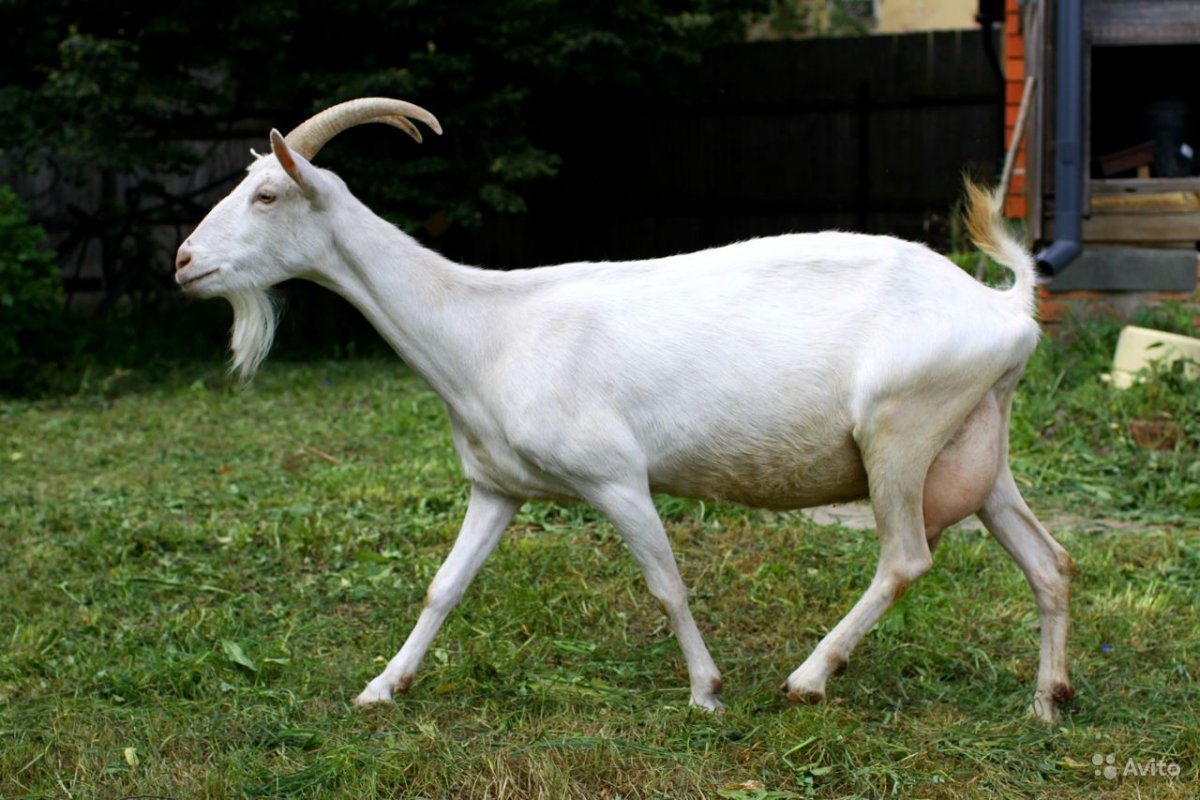 Коза зааненская Альпийская