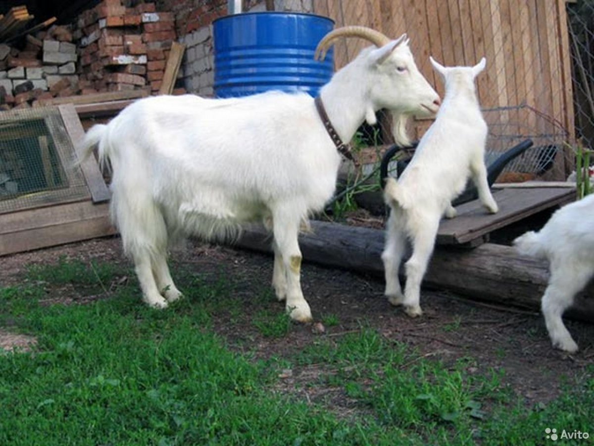 Молочные породы коз ламанча