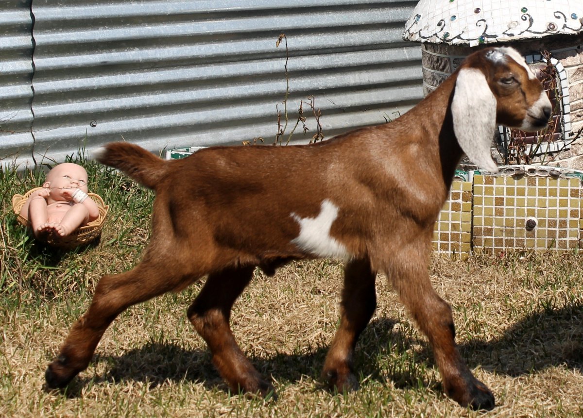 Дамасский козел породы Шами
