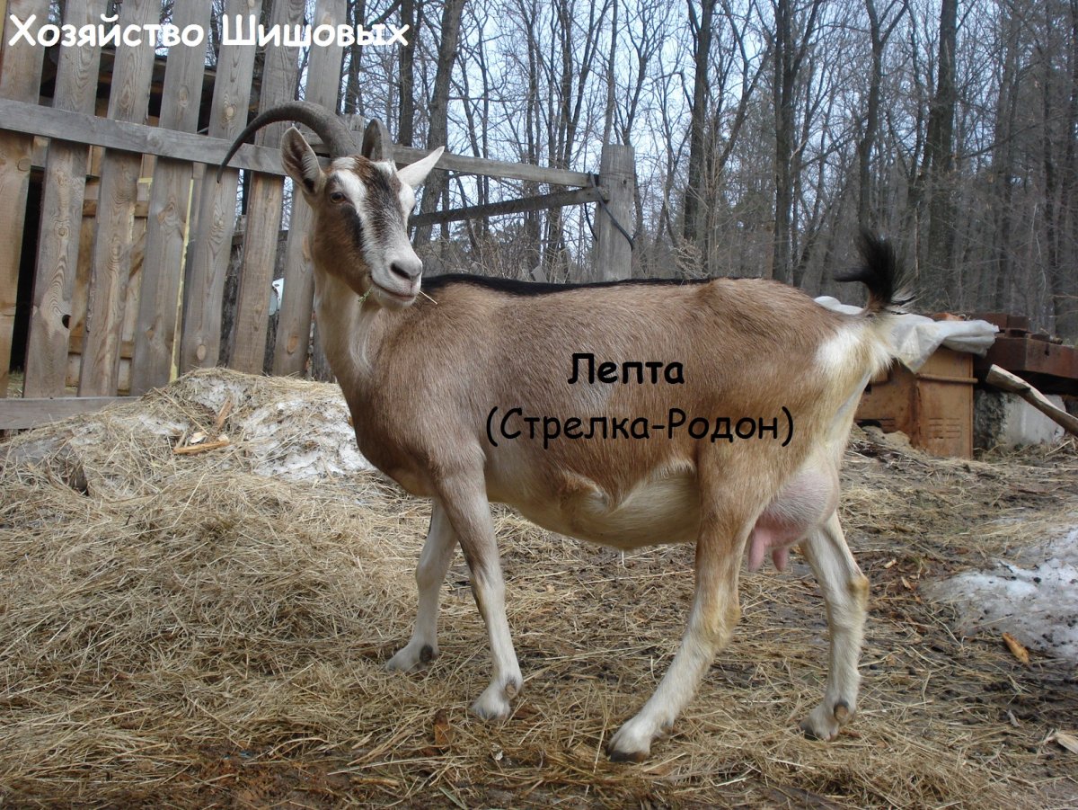 Кокосовая коза Геншин