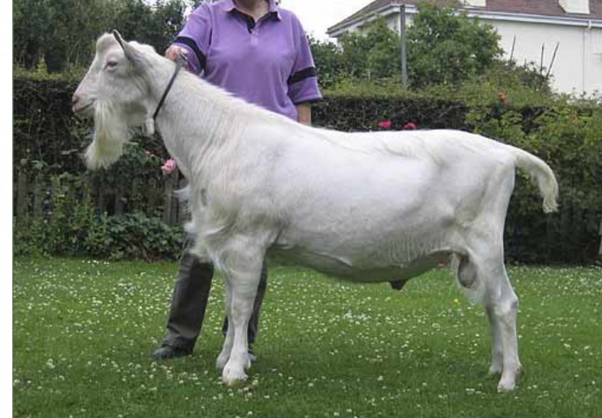 Козел зааненской породы