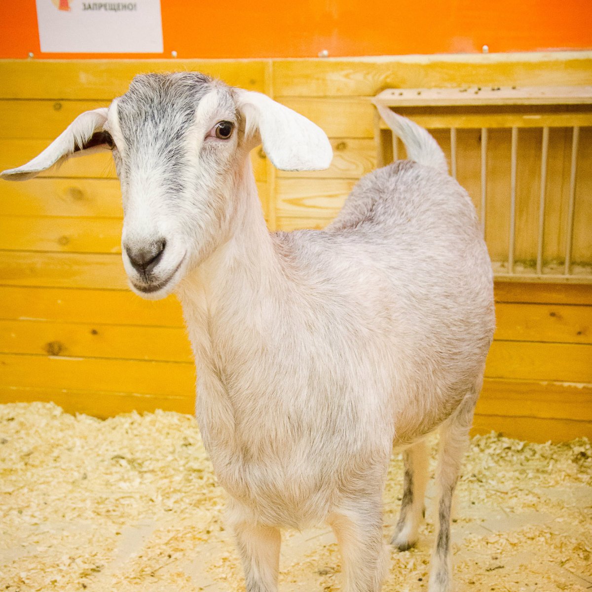 Молочные породы коз ламанча