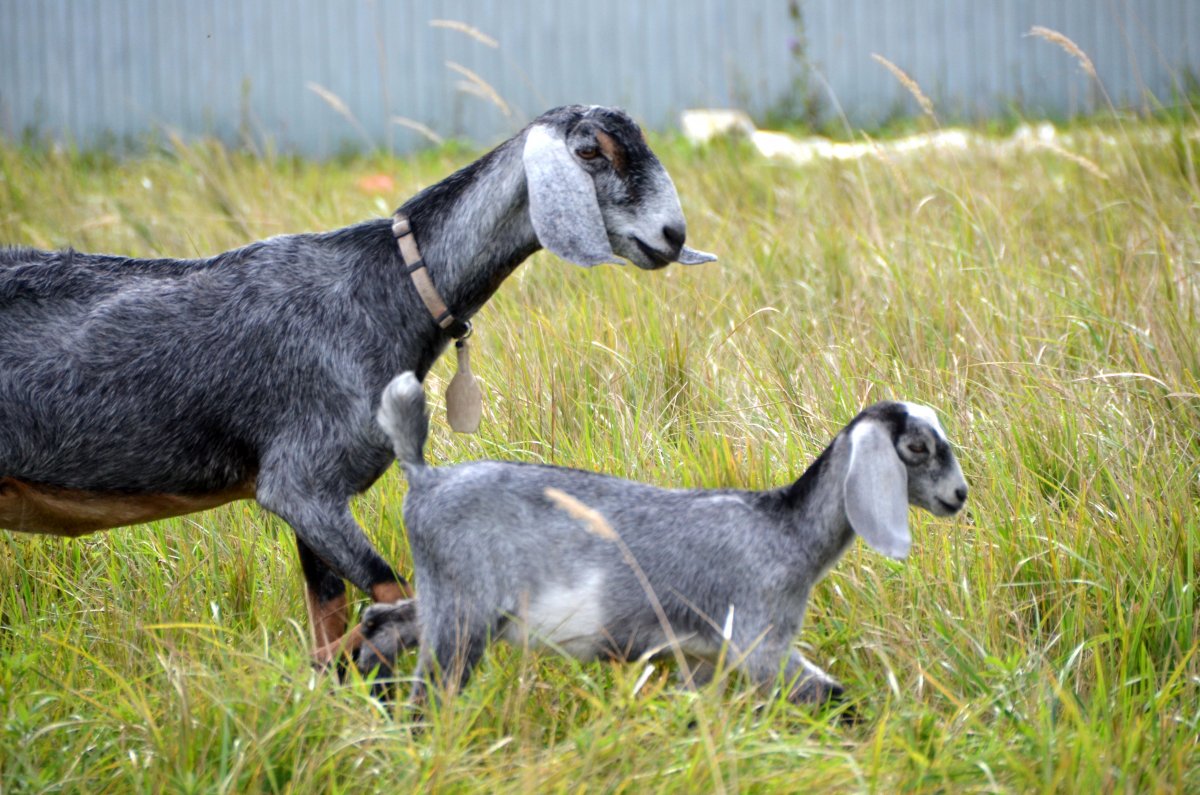 Мегрельская порода коз