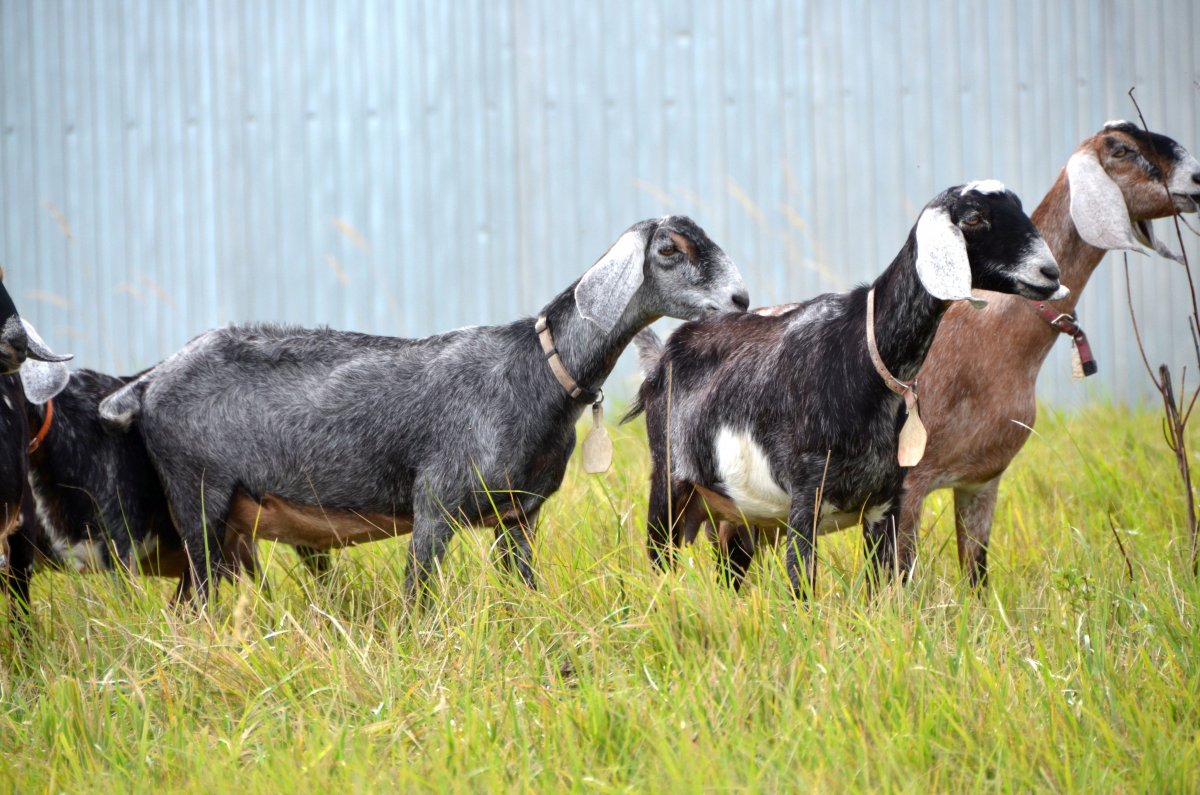 Карпатская коза