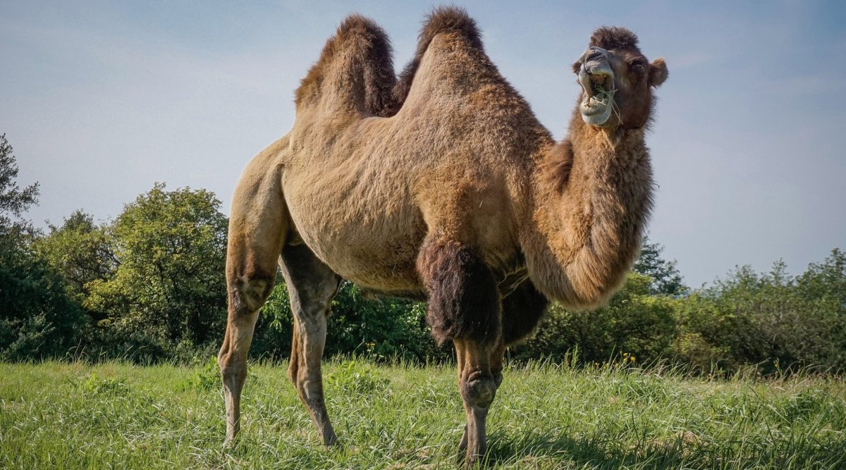 Двурогий верблюд бактриан
