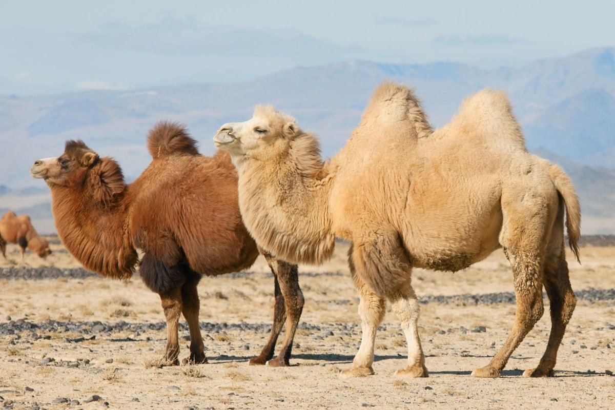 Верблюд двугорбый монгольский