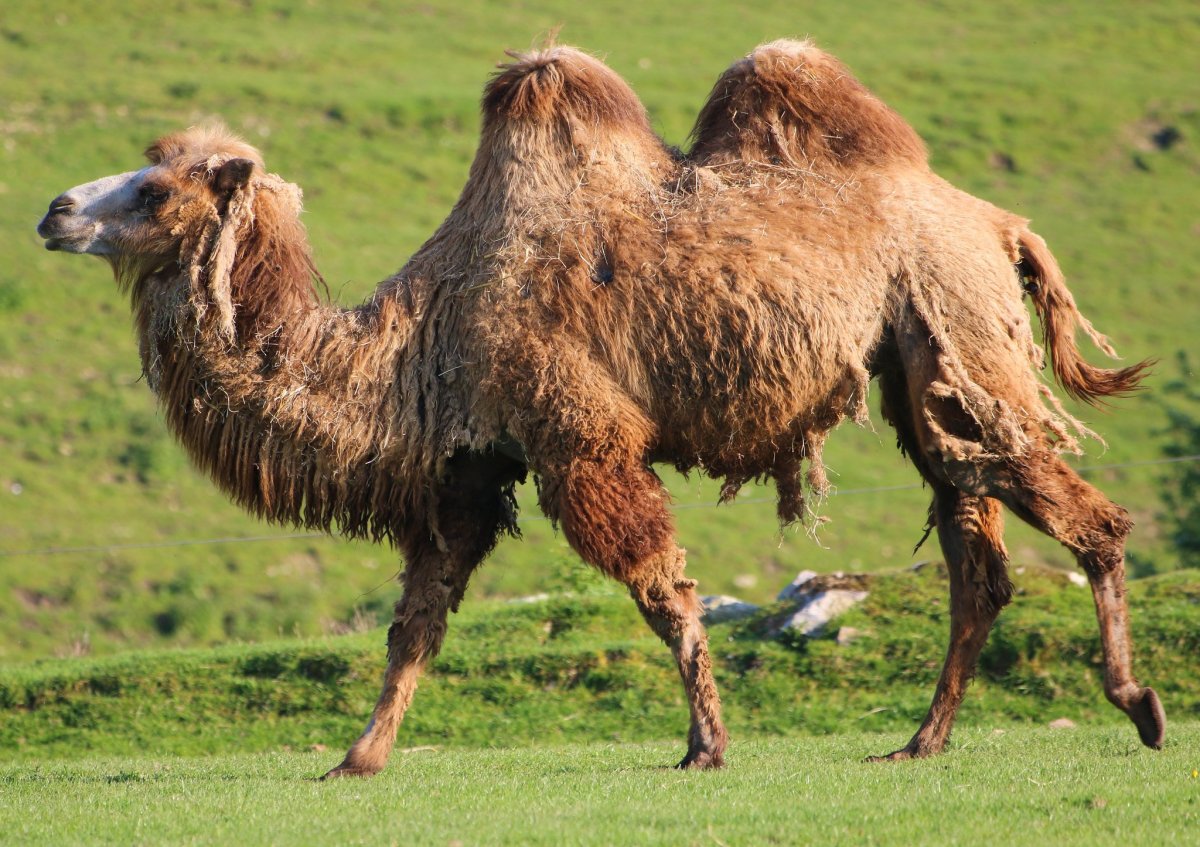 Вьючный верблюд