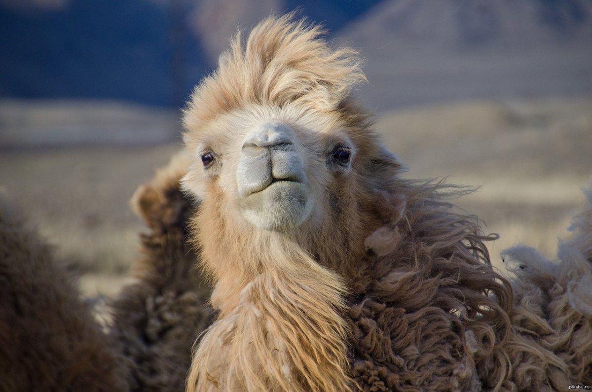 Двугорбый верблюд бактриан