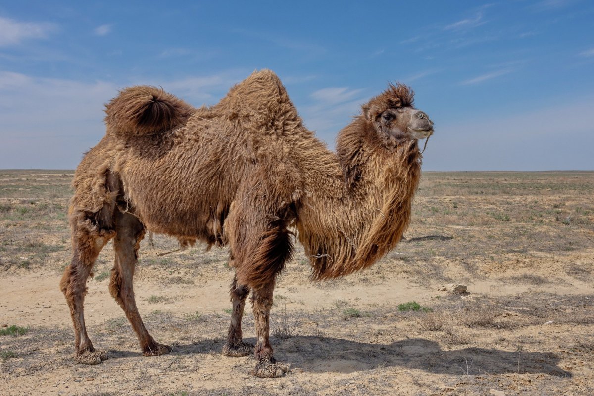 Двурогий верблюд бактриан