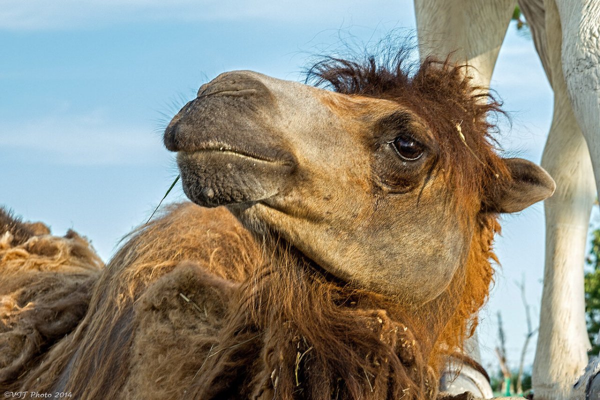 Двугорбый верблюд в Монголии