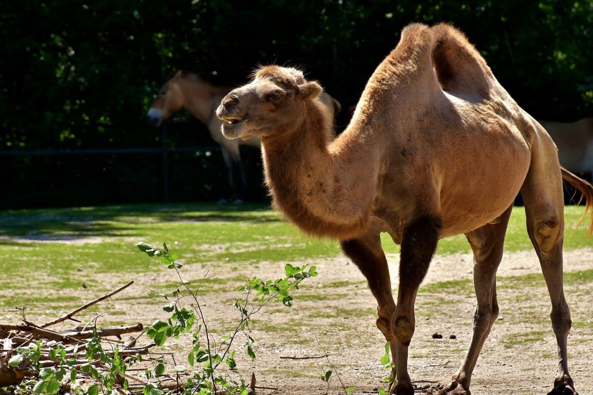 Хаптагай верблюд