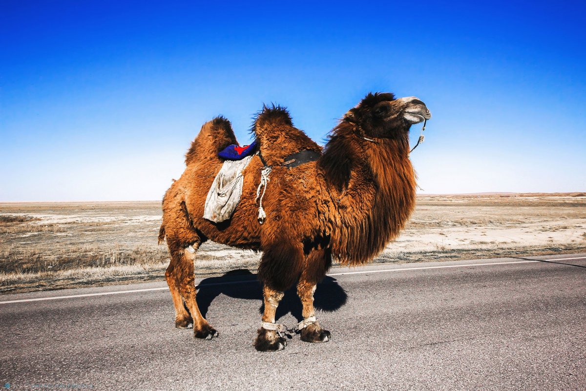 Двугорбый верблюд Гоби