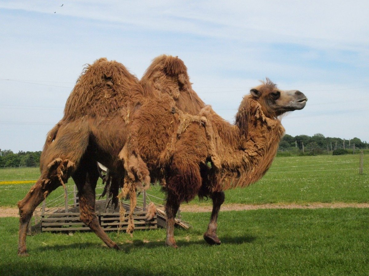 Родина двугорбого верблюда
