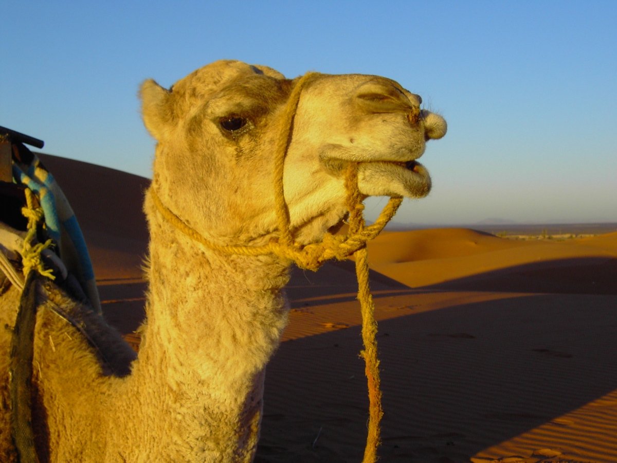 Верблюд двугорбый окрас