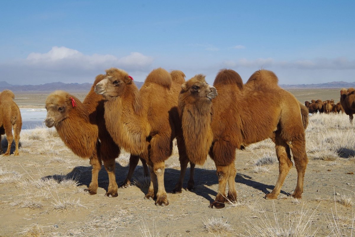Camelus bactrianus
