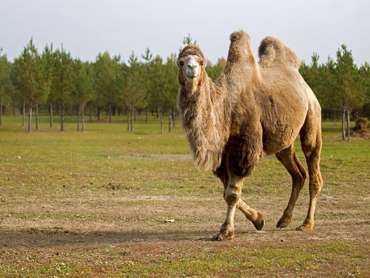 Двугорбый верблюд