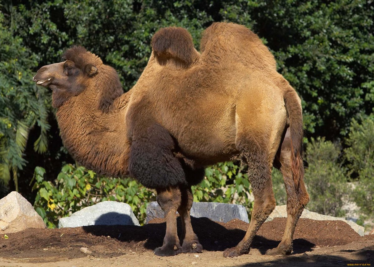Двугорбый верблюд Евразии