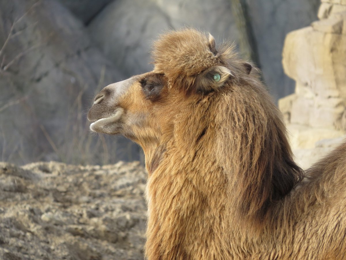 Мохнатый верблюд