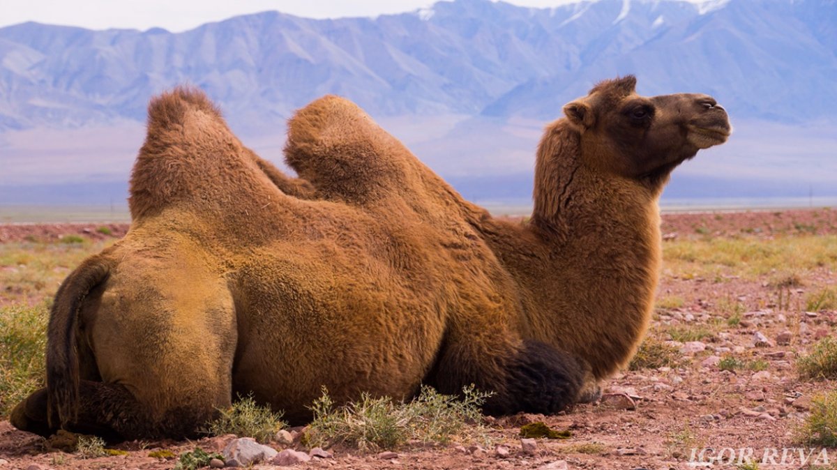 Дикий двугорбый верблюд (Хаптагай)