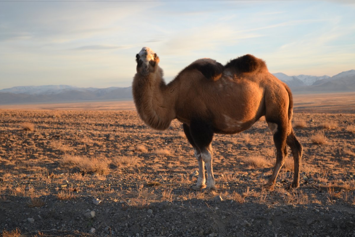 Белый верблюд бактриан