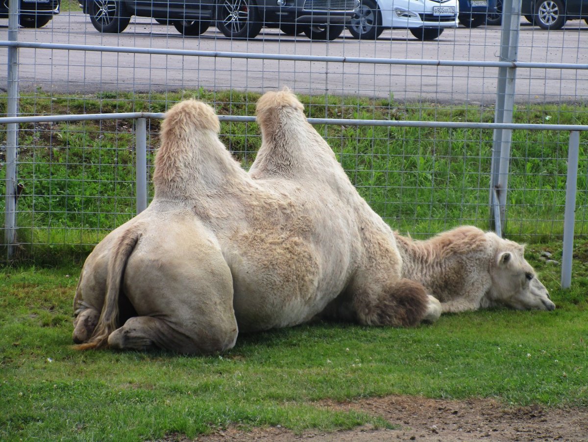 Верблюд в снегу