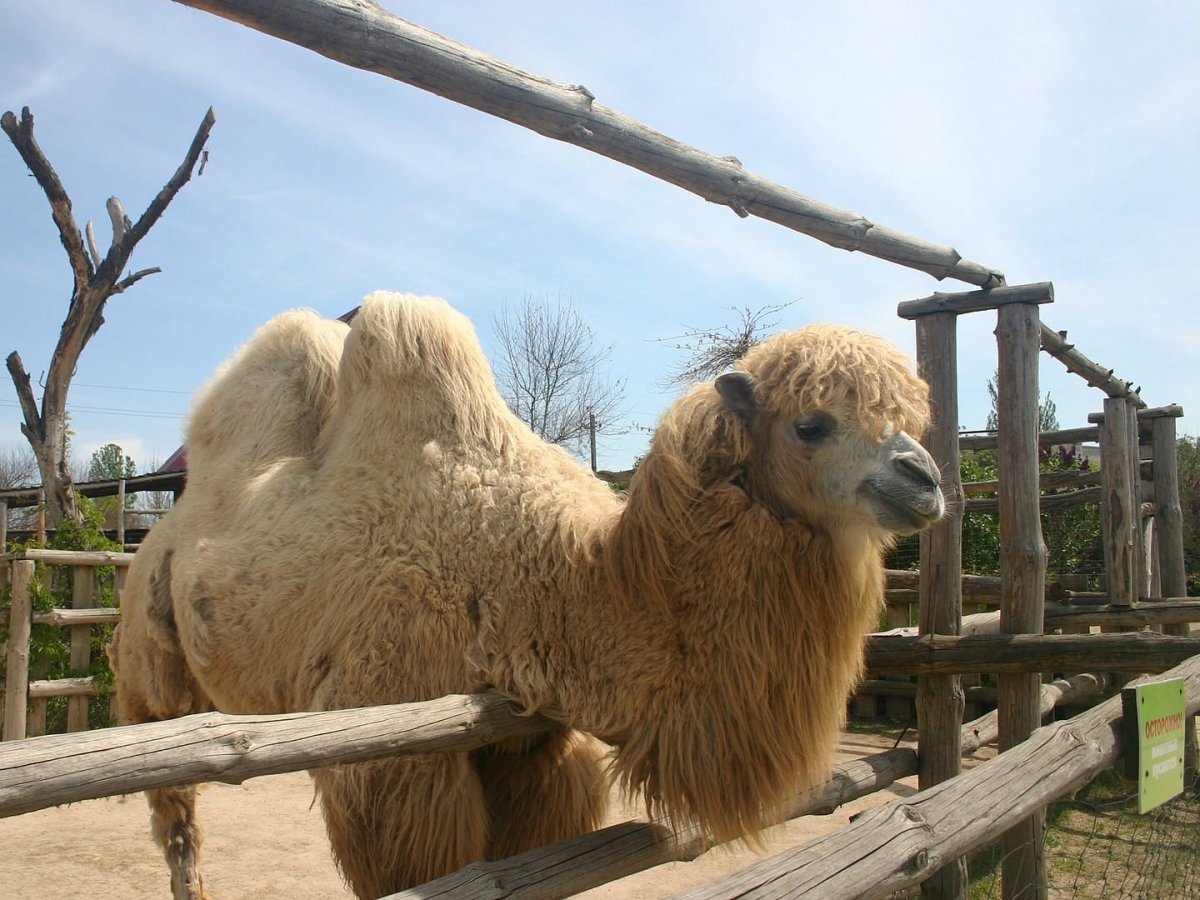 Красивый верблюд