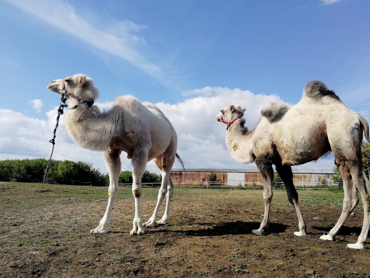Верблюды на выпасе