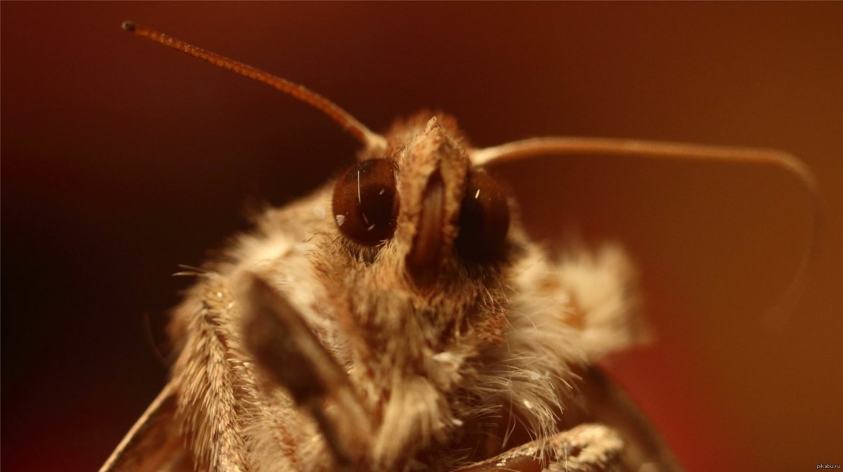 Мотыльки пушистые Макросъемка