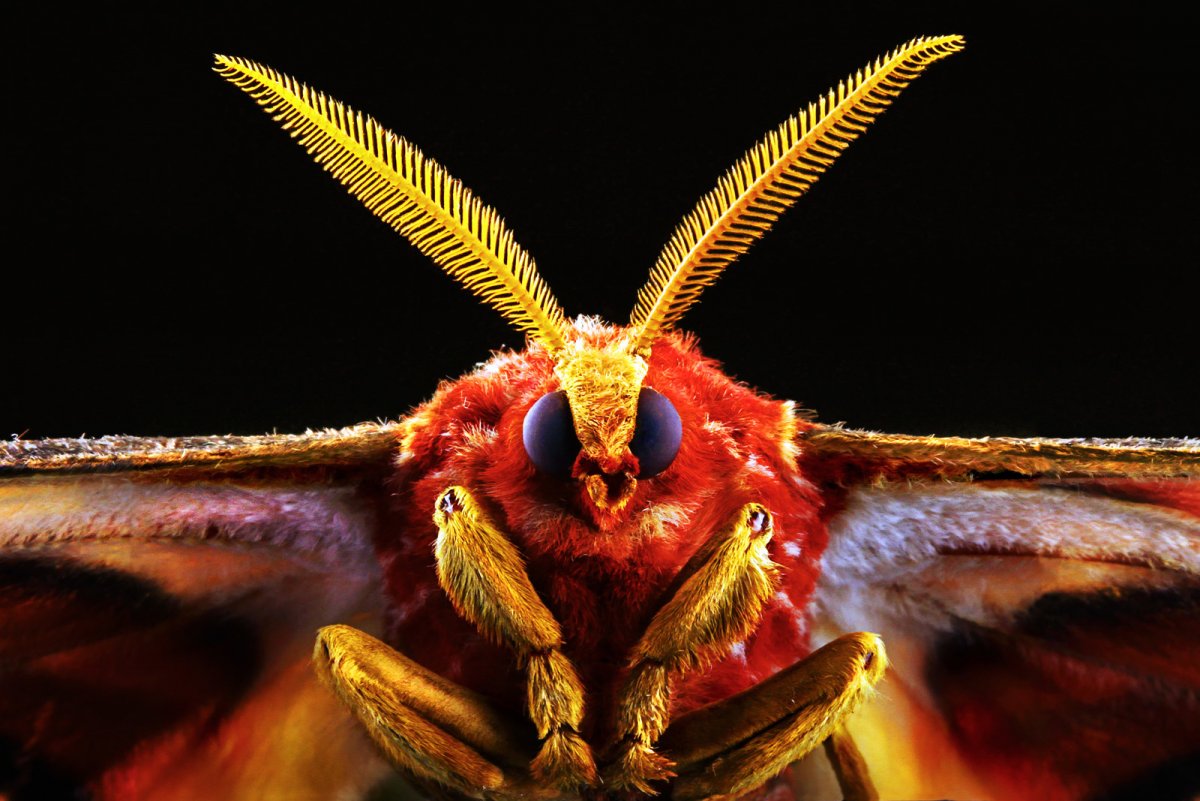 Голова бабочки