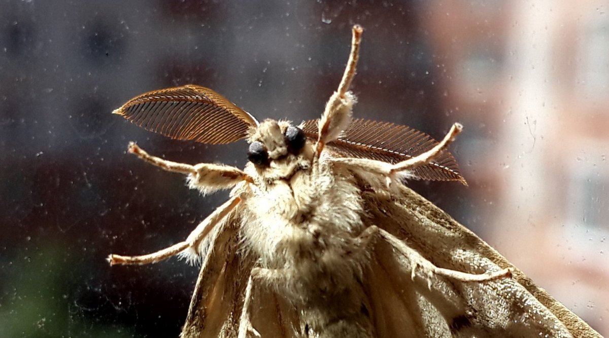 Моль вблизи