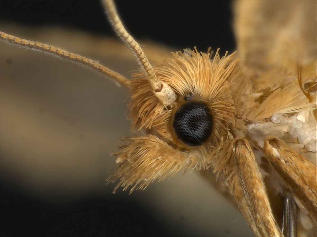 Страшные бабочки