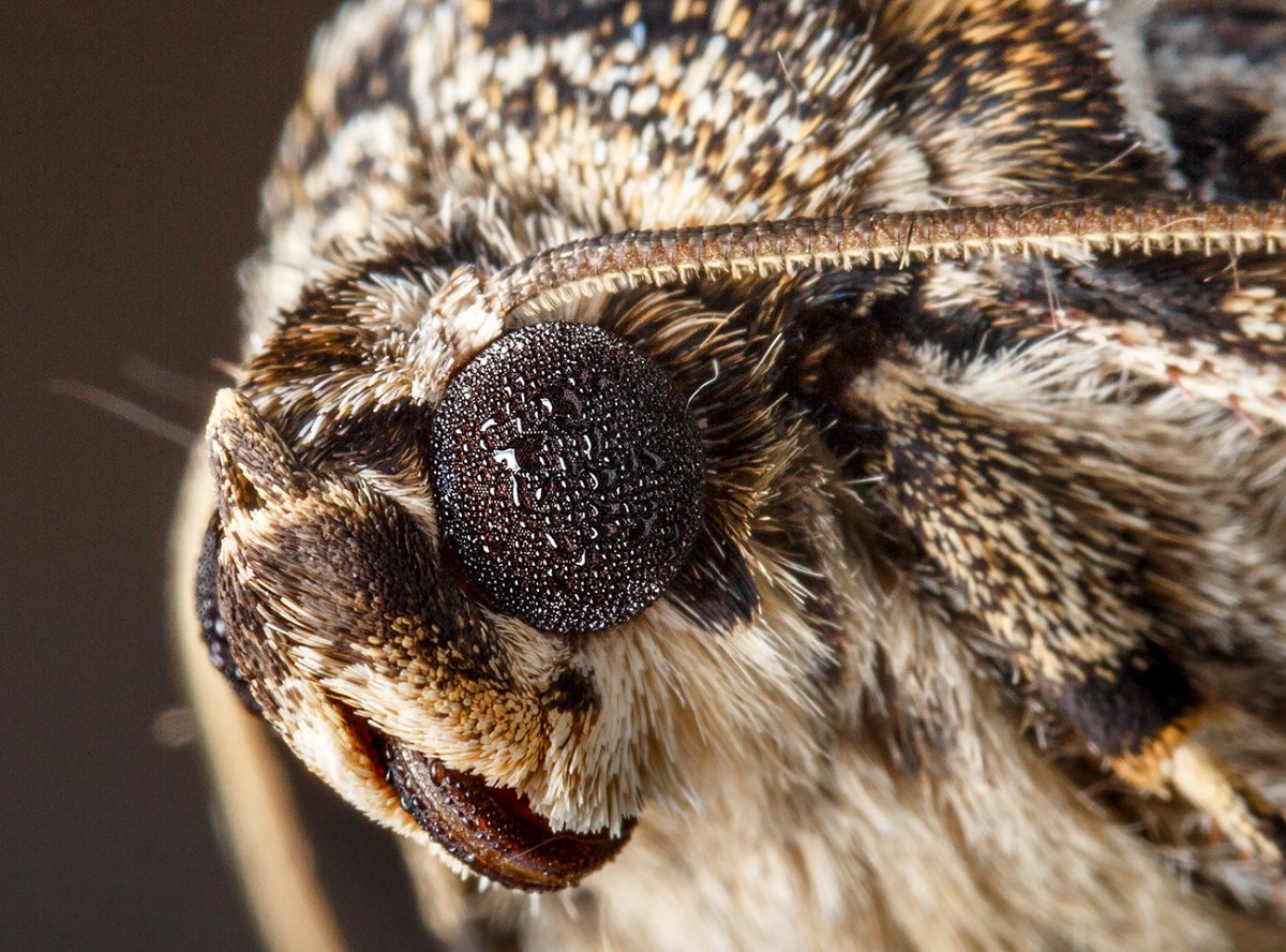 Моль озверела