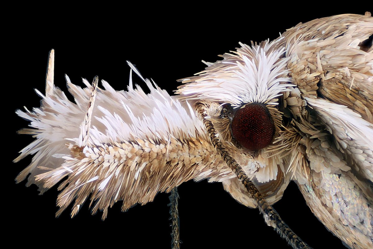 Мотылек под микроскопом