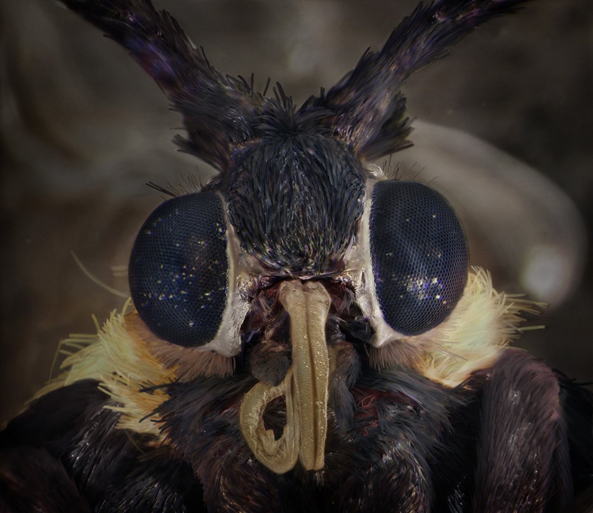 Страшные насекомые под микроскопом