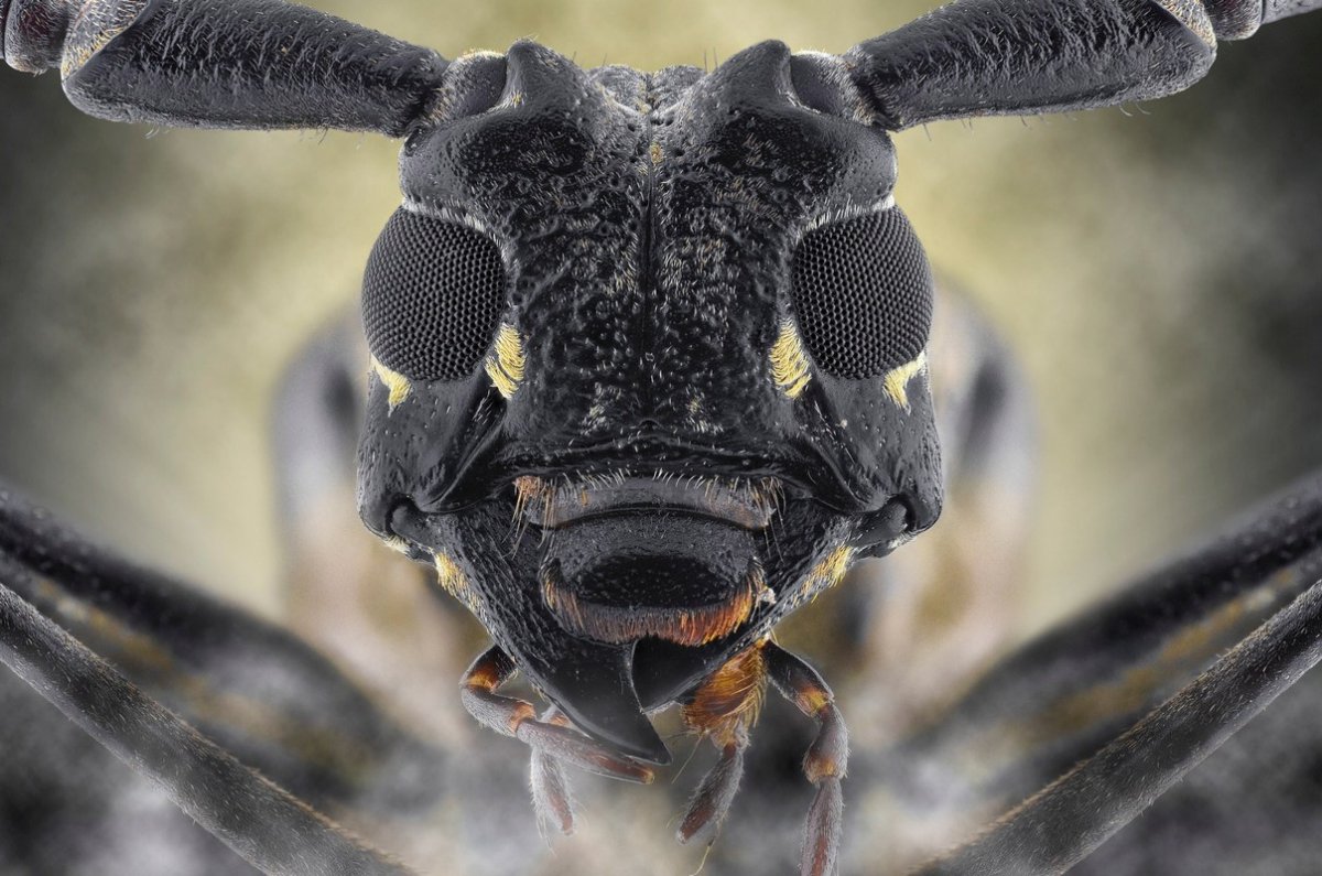 Морды насекомых крупным планом