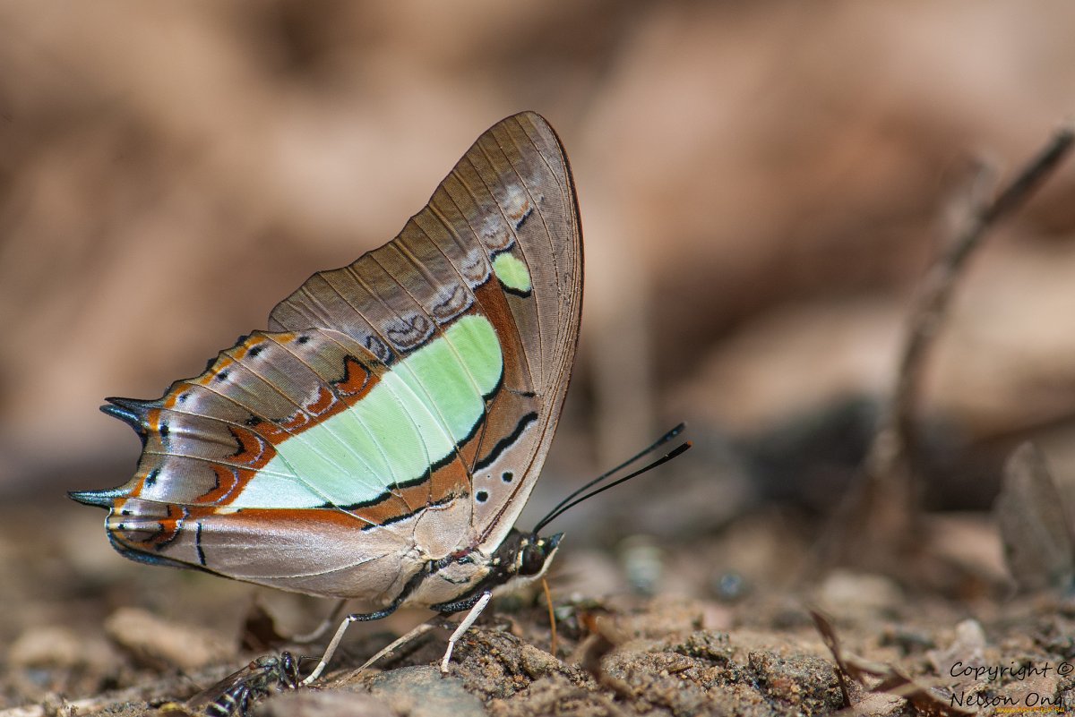 Крыло бабочки макросъемки