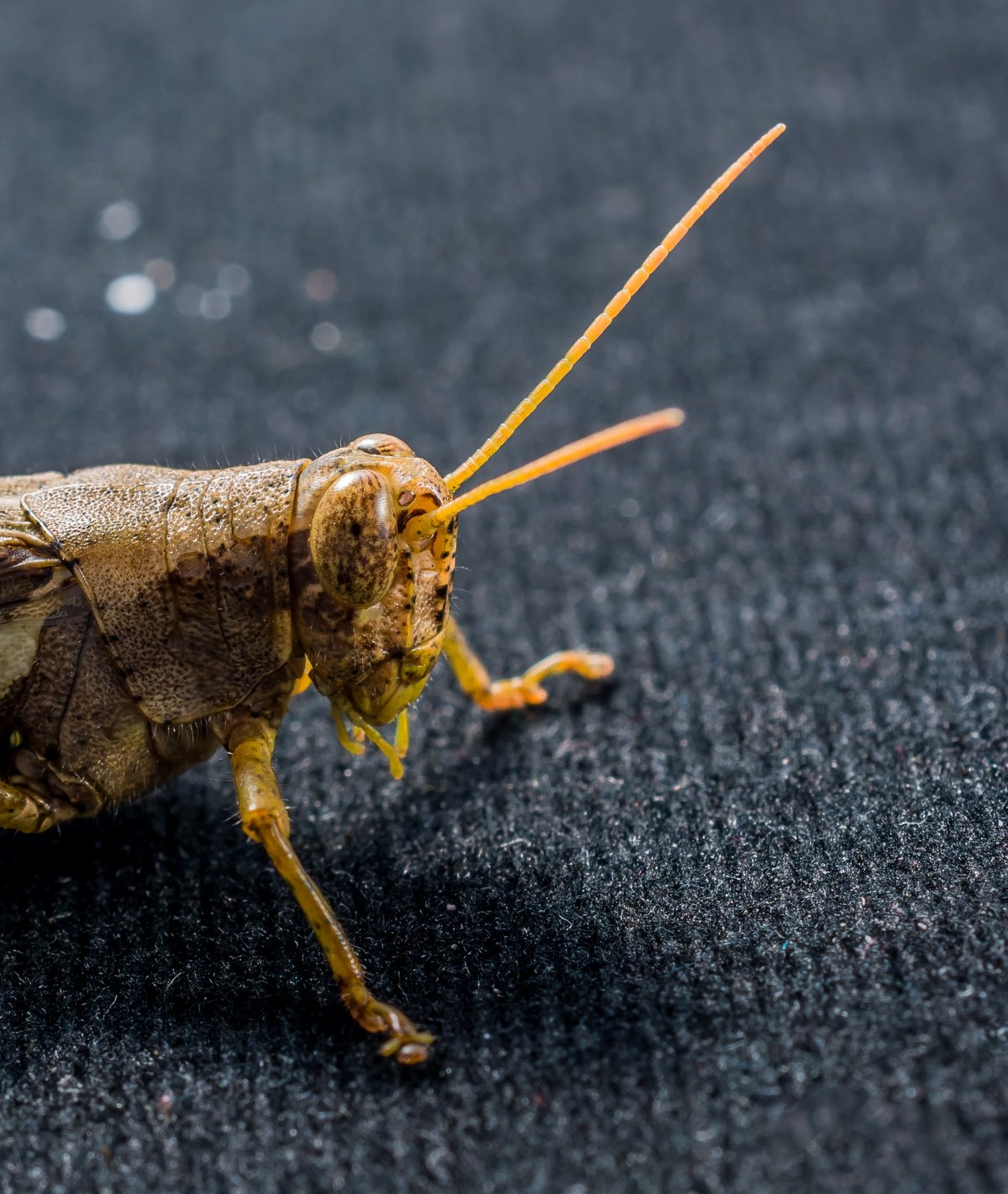 Хитин кузнечика