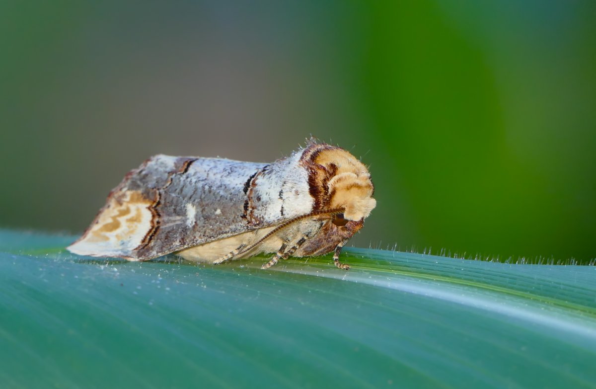 Особенность развития насекомого моль