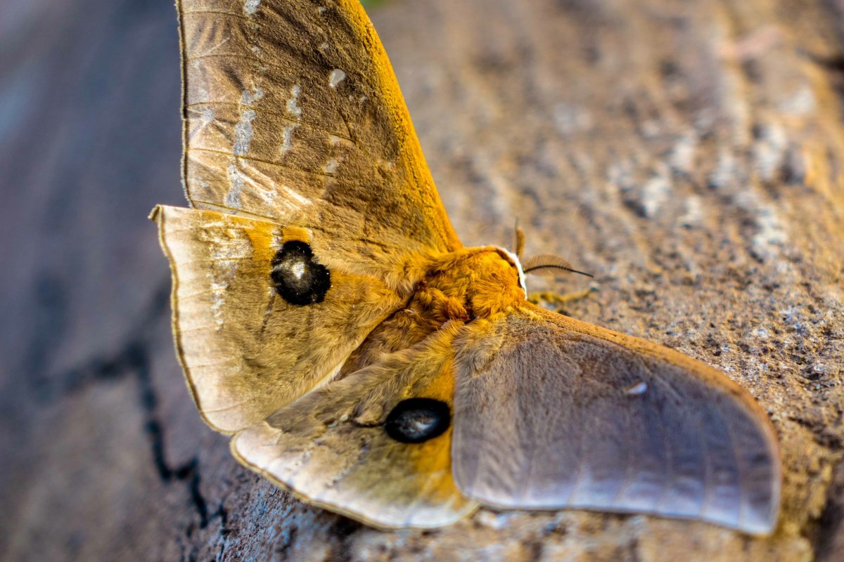 Моль фото бабочка