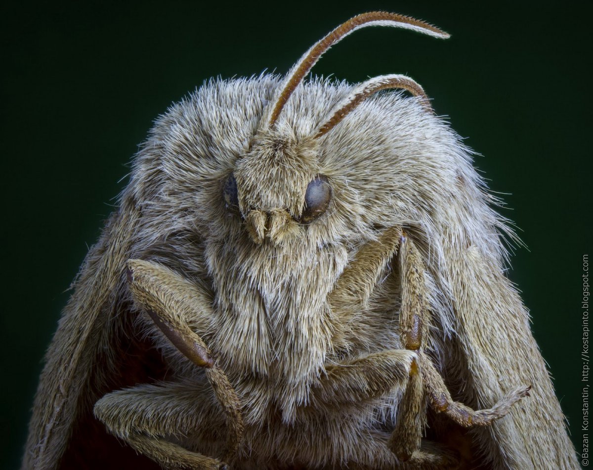 Гигантский мотылек Богонга