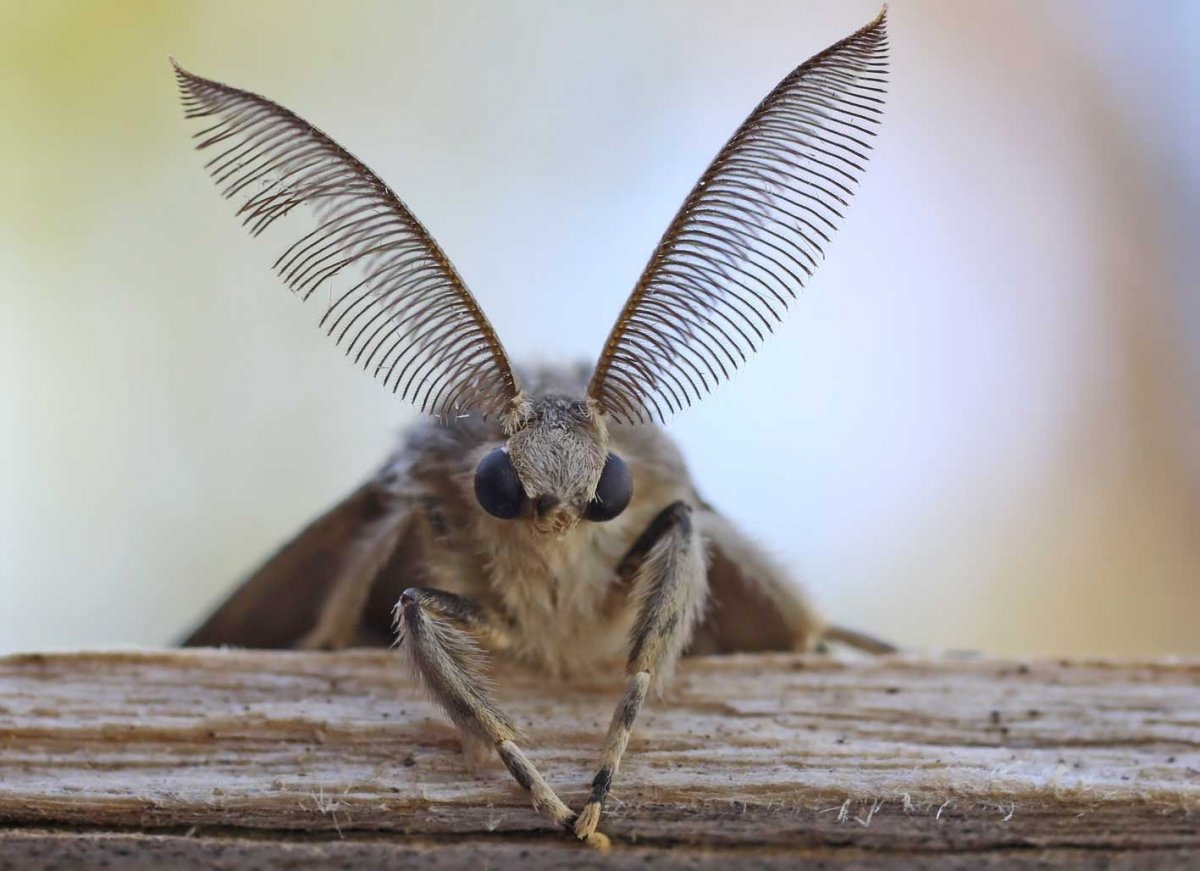 Сибирский коконопряд