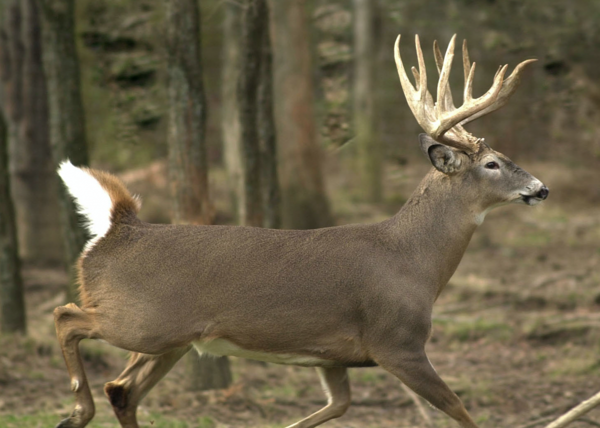 Белохвостый олень
