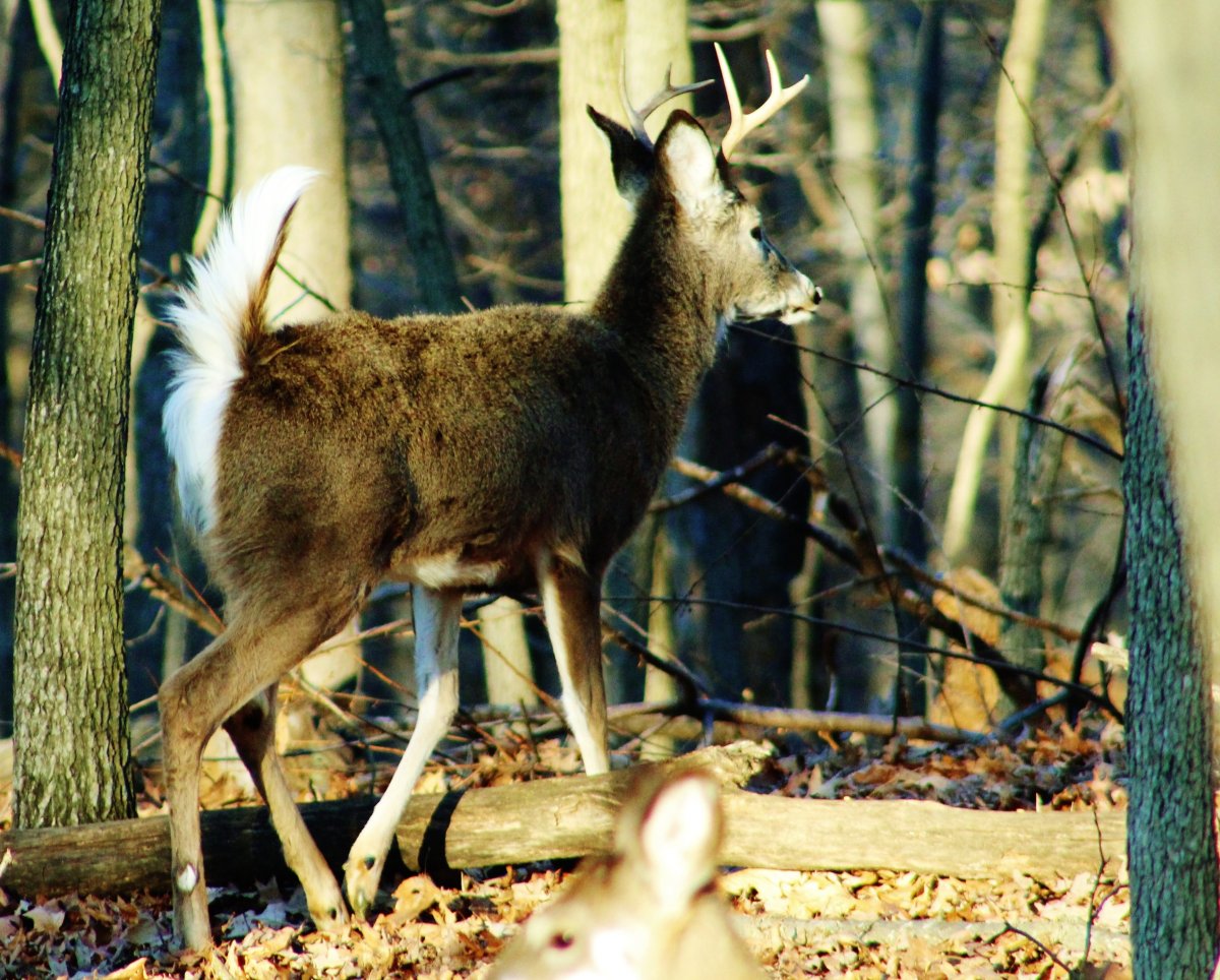 Американский Белохвостый олень