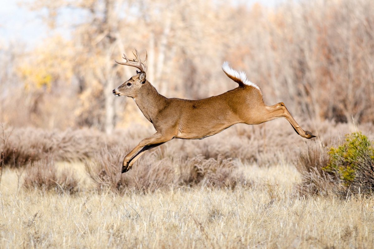 Олений хвостик