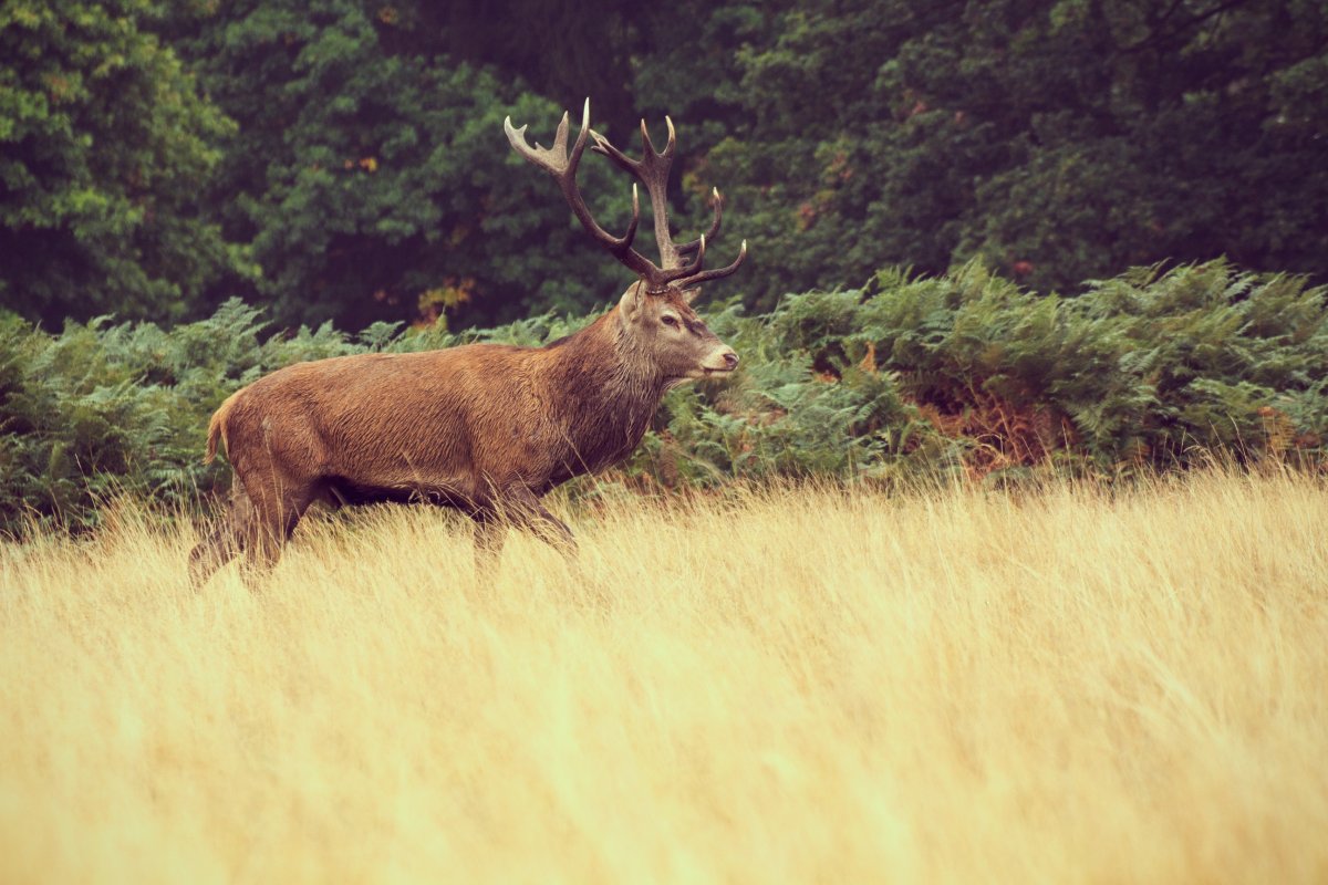 Голова оленихи